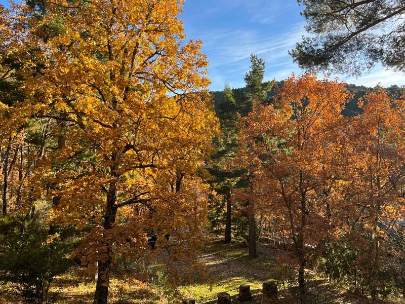 camorritos-y-los-colores-del-otono-de-cercedilla